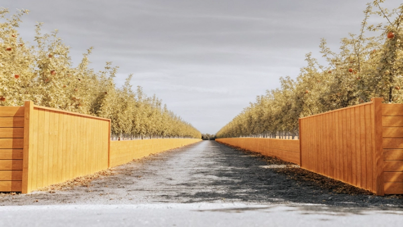Rows of apple trees in a Midwest orchard with ripe red apples ready for harvest